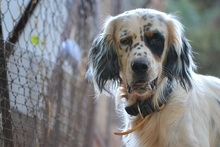 COOK, Hund, English Setter in Griechenland - Bild 4