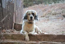 COOK, Hund, English Setter in Griechenland - Bild 5