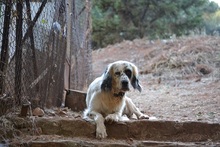 COOK, Hund, English Setter in Griechenland - Bild 6