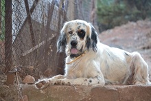 COOK, Hund, English Setter in Griechenland - Bild 7