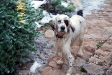 COOK, Hund, English Setter in Griechenland - Bild 8