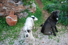 COOK, Hund, English Setter in Griechenland - Bild 9