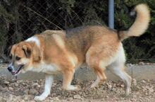 MICKY, Hund, Mischlingshund in Spanien - Bild 2