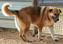 MICKY, Hund, Mischlingshund in Spanien - Bild 4