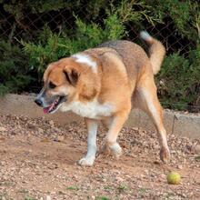 MICKY, Hund, Mischlingshund in Spanien - Bild 5