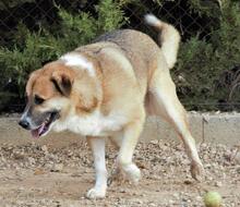 MICKY, Hund, Mischlingshund in Spanien - Bild 6