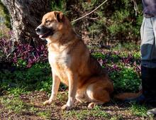 MICKY, Hund, Mischlingshund in Spanien - Bild 7