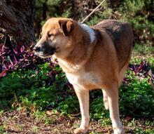 MICKY, Hund, Mischlingshund in Spanien - Bild 8