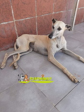 RUBIA, Hund, Galgo Español in Spanien - Bild 2