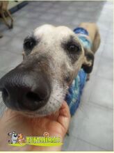 RUBIA, Hund, Galgo Español in Spanien - Bild 4