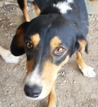 SILA, Hund, Mischlingshund in Griechenland - Bild 3