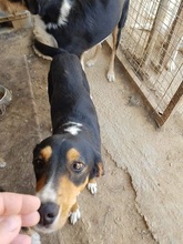 SILA, Hund, Mischlingshund in Griechenland - Bild 4