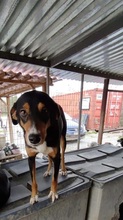 SILA, Hund, Mischlingshund in Griechenland - Bild 5