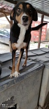 SILA, Hund, Mischlingshund in Griechenland - Bild 6