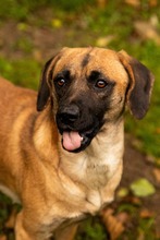 DUGGY, Hund, Mischlingshund in Slowakische Republik - Bild 1