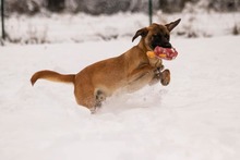 DUGGY, Hund, Mischlingshund in Slowakische Republik - Bild 10
