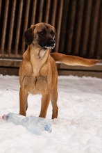 DUGGY, Hund, Mischlingshund in Slowakische Republik - Bild 11