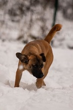 DUGGY, Hund, Mischlingshund in Slowakische Republik - Bild 13