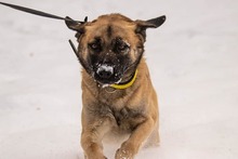 DUGGY, Hund, Mischlingshund in Slowakische Republik - Bild 15