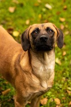 DUGGY, Hund, Mischlingshund in Slowakische Republik - Bild 2