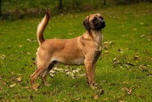 DUGGY, Hund, Mischlingshund in Slowakische Republik - Bild 3