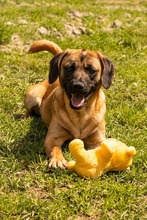DUGGY, Hund, Mischlingshund in Slowakische Republik - Bild 4