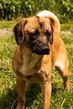 DUGGY, Hund, Mischlingshund in Slowakische Republik - Bild 5