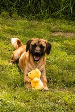 DUGGY, Hund, Mischlingshund in Slowakische Republik - Bild 6