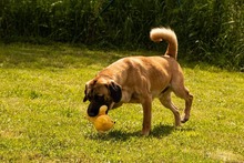 DUGGY, Hund, Mischlingshund in Slowakische Republik - Bild 8