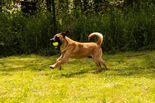 DUGGY, Hund, Mischlingshund in Slowakische Republik - Bild 9