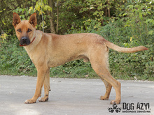DJANGO, Hund, Mischlingshund in Slowakische Republik - Bild 10