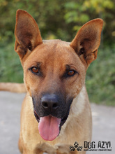 DJANGO, Hund, Mischlingshund in Slowakische Republik - Bild 11