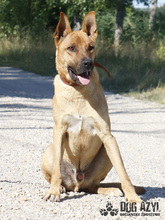 DJANGO, Hund, Mischlingshund in Slowakische Republik - Bild 12