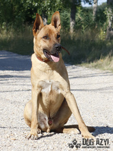 DJANGO, Hund, Mischlingshund in Slowakische Republik - Bild 13