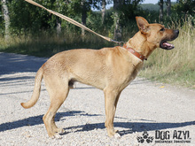 DJANGO, Hund, Mischlingshund in Slowakische Republik - Bild 14