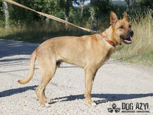 DJANGO, Hund, Mischlingshund in Slowakische Republik - Bild 15