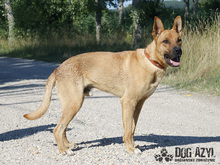 DJANGO, Hund, Mischlingshund in Slowakische Republik - Bild 16