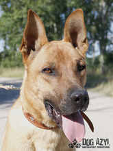 DJANGO, Hund, Mischlingshund in Slowakische Republik - Bild 17