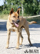 DJANGO, Hund, Mischlingshund in Slowakische Republik - Bild 18