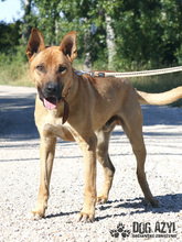 DJANGO, Hund, Mischlingshund in Slowakische Republik - Bild 19