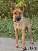 DJANGO, Hund, Mischlingshund in Slowakische Republik - Bild 2