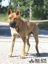 DJANGO, Hund, Mischlingshund in Slowakische Republik - Bild 20