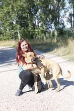 DJANGO, Hund, Mischlingshund in Slowakische Republik - Bild 21