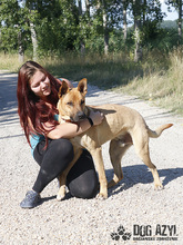DJANGO, Hund, Mischlingshund in Slowakische Republik - Bild 22