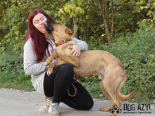 DJANGO, Hund, Mischlingshund in Slowakische Republik - Bild 23