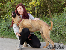 DJANGO, Hund, Mischlingshund in Slowakische Republik - Bild 24