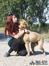 DJANGO, Hund, Mischlingshund in Slowakische Republik - Bild 25