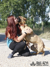 DJANGO, Hund, Mischlingshund in Slowakische Republik - Bild 26