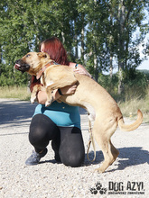 DJANGO, Hund, Mischlingshund in Slowakische Republik - Bild 27