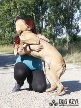 DJANGO, Hund, Mischlingshund in Slowakische Republik - Bild 28